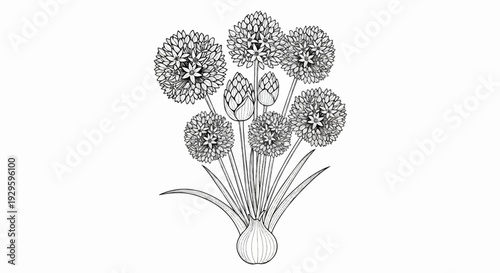 Detailed illustration of a bouquet of spherical flowers and buds atop a bulb