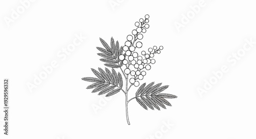 A detailed black and white line drawing of a flowering branch with fern-like leaves