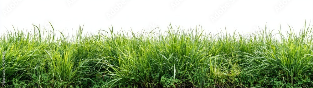 Fototapeta premium Lush green grass border against a clean white background