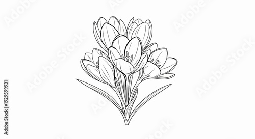 Delicate line art sketch of a blooming crocus flower cluster on a white background