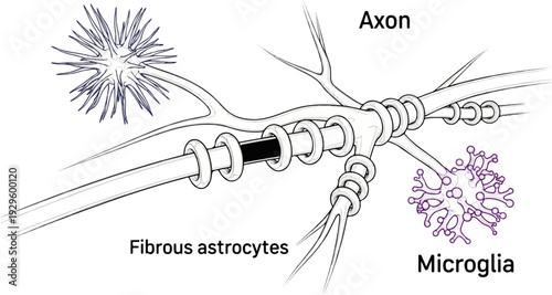 Detailed illustration of a myelinated axon with surrounding glial cells