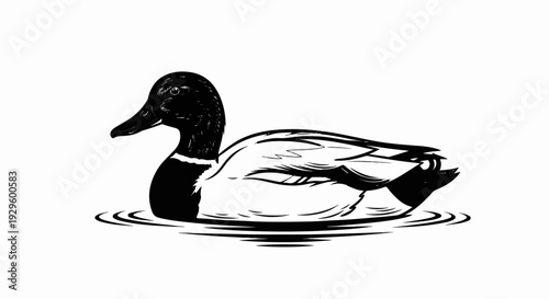 Stylized black and white illustration of a mallard duck swimming in rippling water