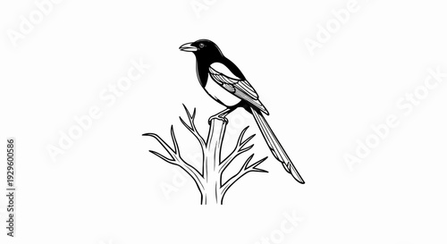A black and white drawing of a magpie perched on a bare branch