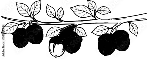 A dark, ripe bunch of berries hangs from a thin, leafy branch