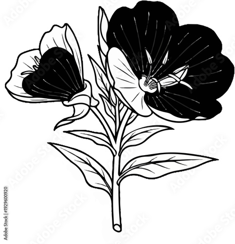 A black and white illustration of a flowering plant with two prominent blossoms