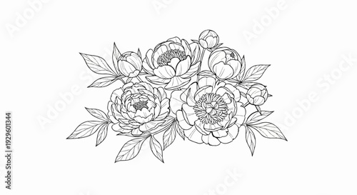Delicate line art bouquet of blooming peonies and closed buds, accented by lush leaves