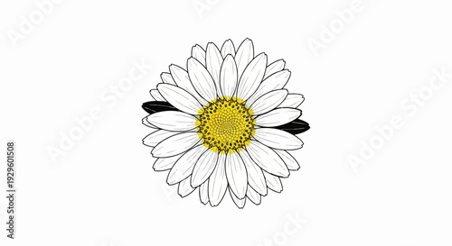 A simple yet striking illustration of a daisy with a bright yellow center and white petals