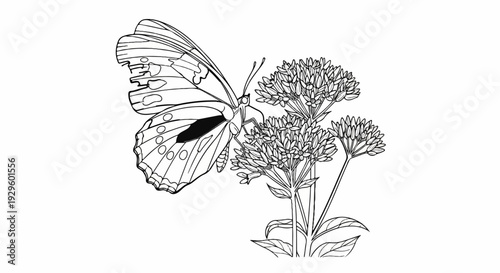 Delicate butterfly with detailed wings alights on a cluster of small, intricate flowers