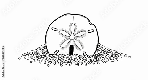 A detailed illustration of a sand dollar resting on a bed of small pebbles