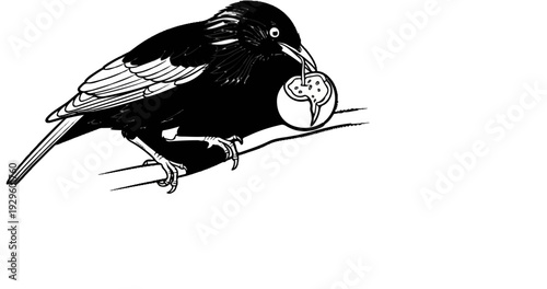 Black bird perched on a branch holding a circular fruit in its beak