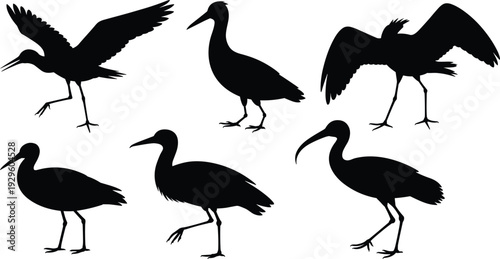 Set of black stork and ibis bird silhouettes in various standing and flying poses isolated on white background.