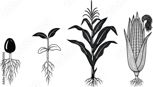 Corn plant growth stages illustration, maize lifecycle from seed germination to mature cob, detailed botanical vector