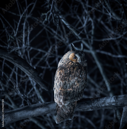 long- eared owl on a branch