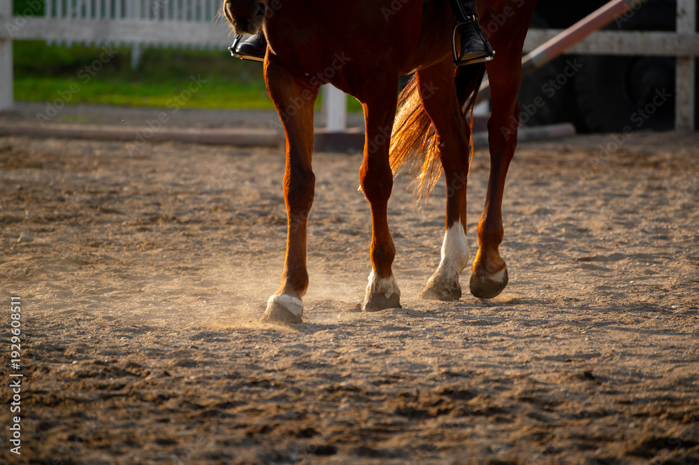 Obraz premium Brown horse legs kicking up dust while walking on sandy surface in an equestrian arena with white fencing and green grass in the background