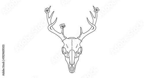 Deer Skull with Antlers Illustration.