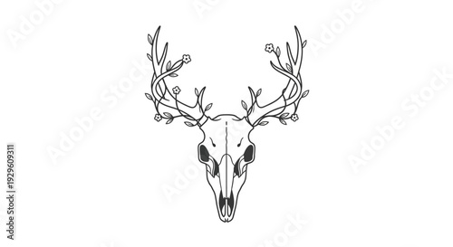 Deer Skull with Antlers Illustration.