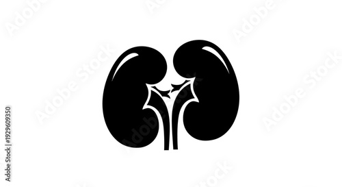Human Kidneys Anatomy Illustration.