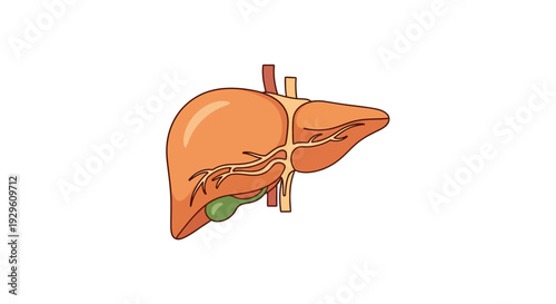Human Liver Anatomy Illustration.