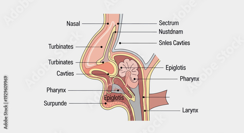 Detailed Sagittal View of Human Nasal and Pharyngeal Anatomy.