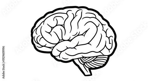 Detailed Outline Drawing of a Human Brain Organ.
