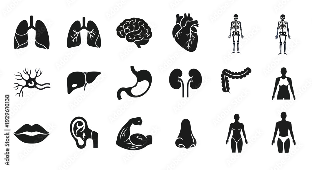 Obraz premium Human Anatomy Icons Set Internal Organs and Body Parts.
