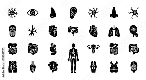 Human Anatomy and Organs Silhouette Icons Set.