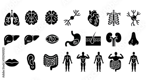 Human Anatomy and Organs Black Silhouette Icons Set.