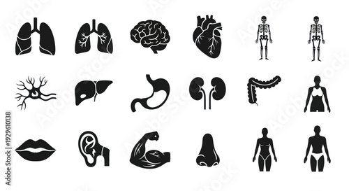 Human Anatomy Icons Set Internal Organs and Body Parts.