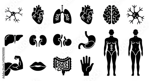 Human Anatomy Icons Set - Organs, Body Parts, and Nervous System.