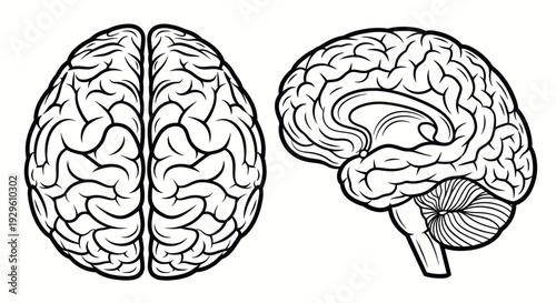 Human Brain Anatomy Illustration Side and Top View.