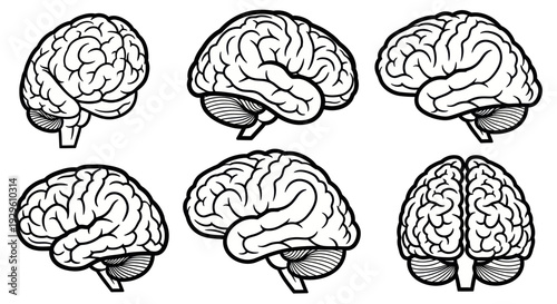 Human Brain Anatomy Outline Set for Medical and Educational Purposes.