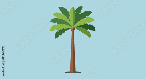 Palm tree standing alone outdoors.