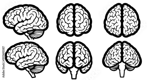 Human Brain Anatomy Views Black and White Illustration.