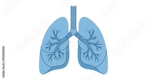 Human Lungs Anatomy Illustration.