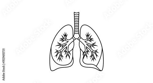 Human Lungs Anatomy Illustration.