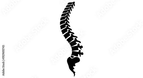 Human Spine Silhouette Illustrating Anatomy and Health.