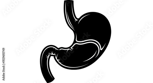 Human Stomach Anatomy Black and White Illustration for Medical Education.