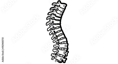 Human Spine Anatomy Illustration for Medical and Educational Purposes.