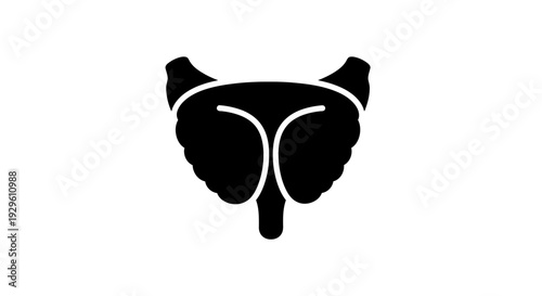 Human Male Reproductive System Silhouette Anatomy.