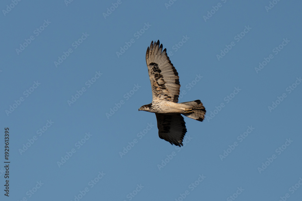Fototapeta premium African hawk-eagle flying over African savannah with blue sky background at sunset golden hour lights 