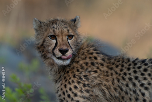 Close up of young cheetah (Acinonyx jubatus). Cheetah are playful and curious