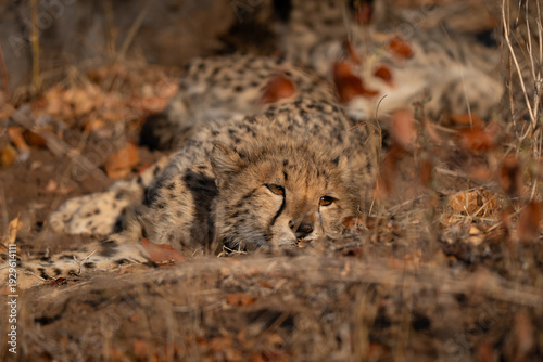 Sleepy young cheetah (Acinonyx jubatus) lying on the ground. Cheetah are playful and curious