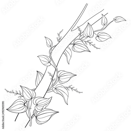 Twining vine Dioscorea villosa or wild yam leaves in black isolated on white background.