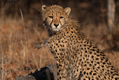 Portrait of young cheetah (Acinonyx jubatus) playing on the sandy ground and rolling on his back. Cheetah are playful and curious
