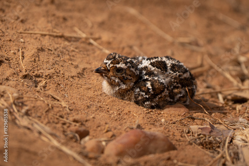 Sandgrouse chick cute portrait in African bush, camouflage colors down 