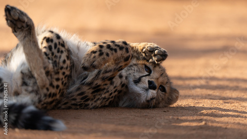 Young cheetah (Acinonyx jubatus) resting in the sandy ground. Cheetah are playful and curious