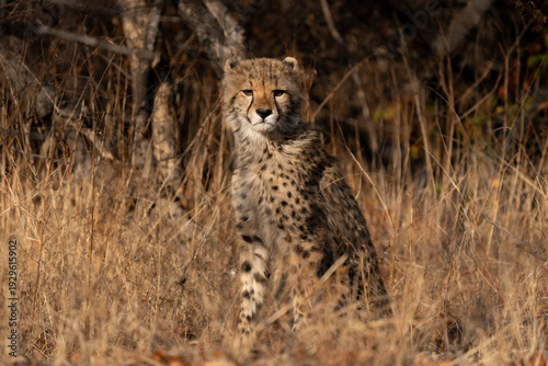 Young cheetah (Acinonyx jubatus) sitted in the grass. Cheetah are playful and curious