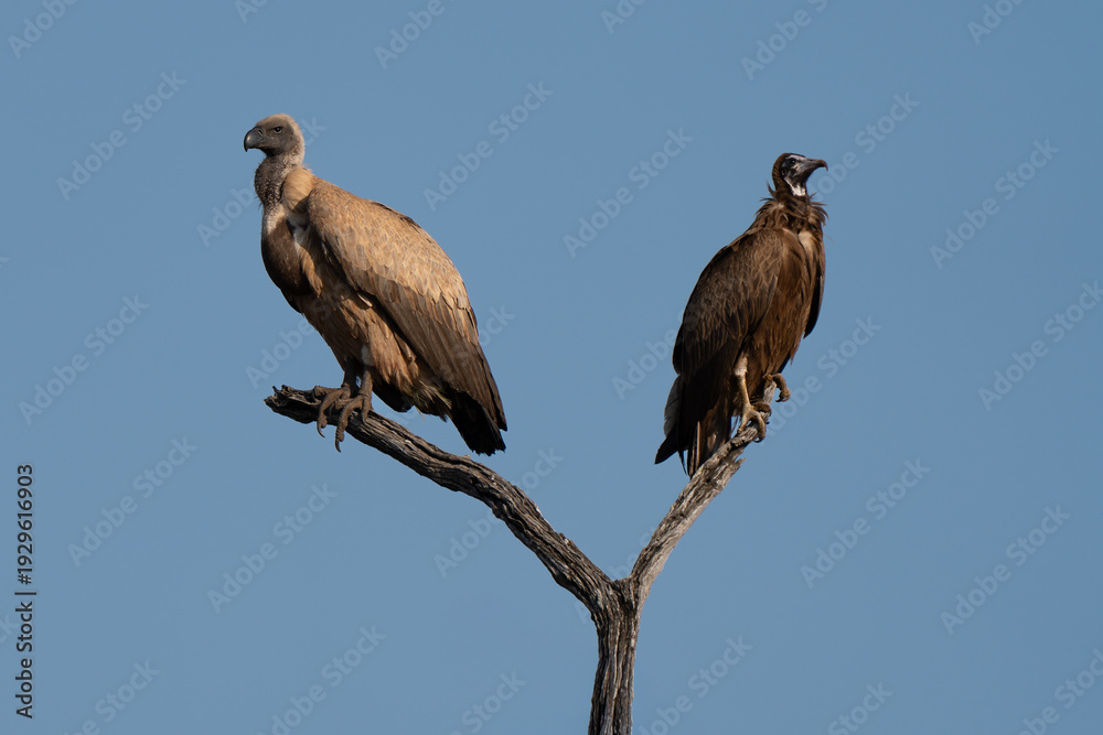 Fototapeta premium White backed vulture and hooded vulture portrait resting on tree branch over African savannah, beautiful and rare encounter with both endangered African vultures