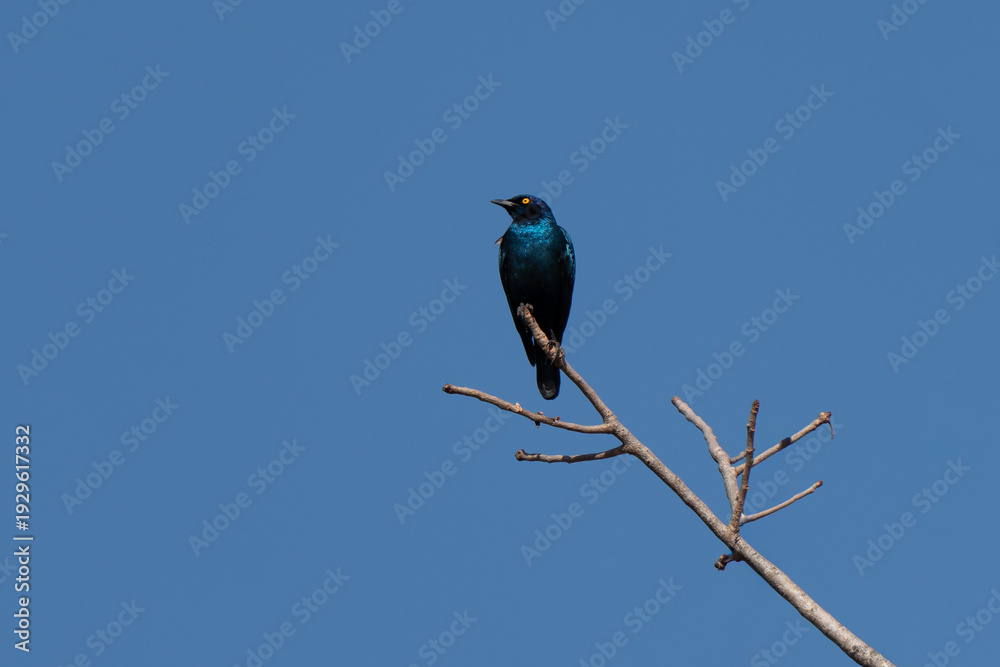 Obraz premium Cape starling on a perch in African savannah, beautiful plumage metallic and glossy colors