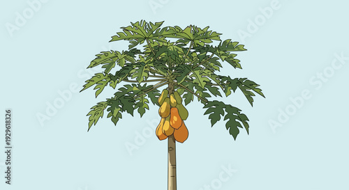 Papaya Tree with Green Leaves and Fruits.